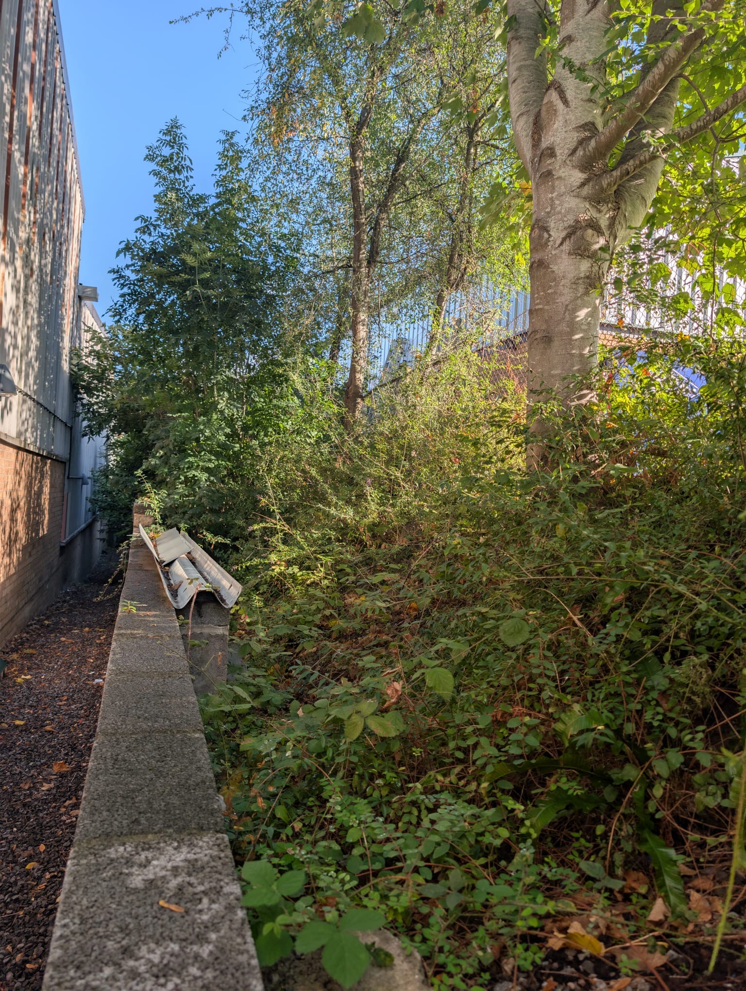 Before: dense overgrowth beside a commercial building and boundary wall