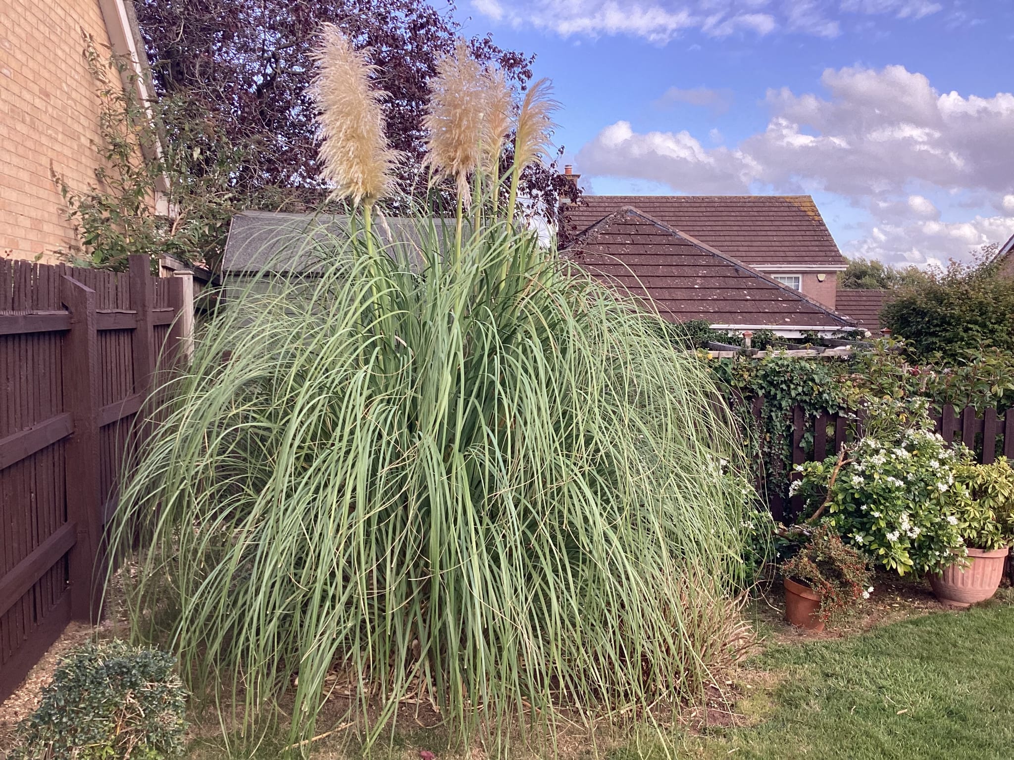 Before: large ornamental grass filling a fenced garden corner