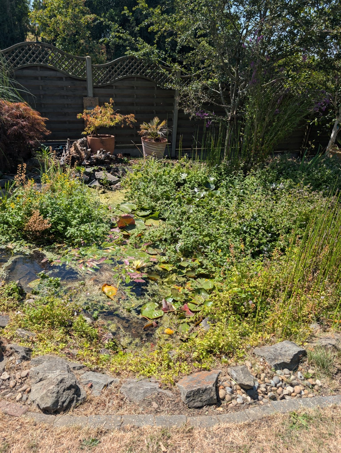 Before: dense planting covering much of a stone-edged garden pond
